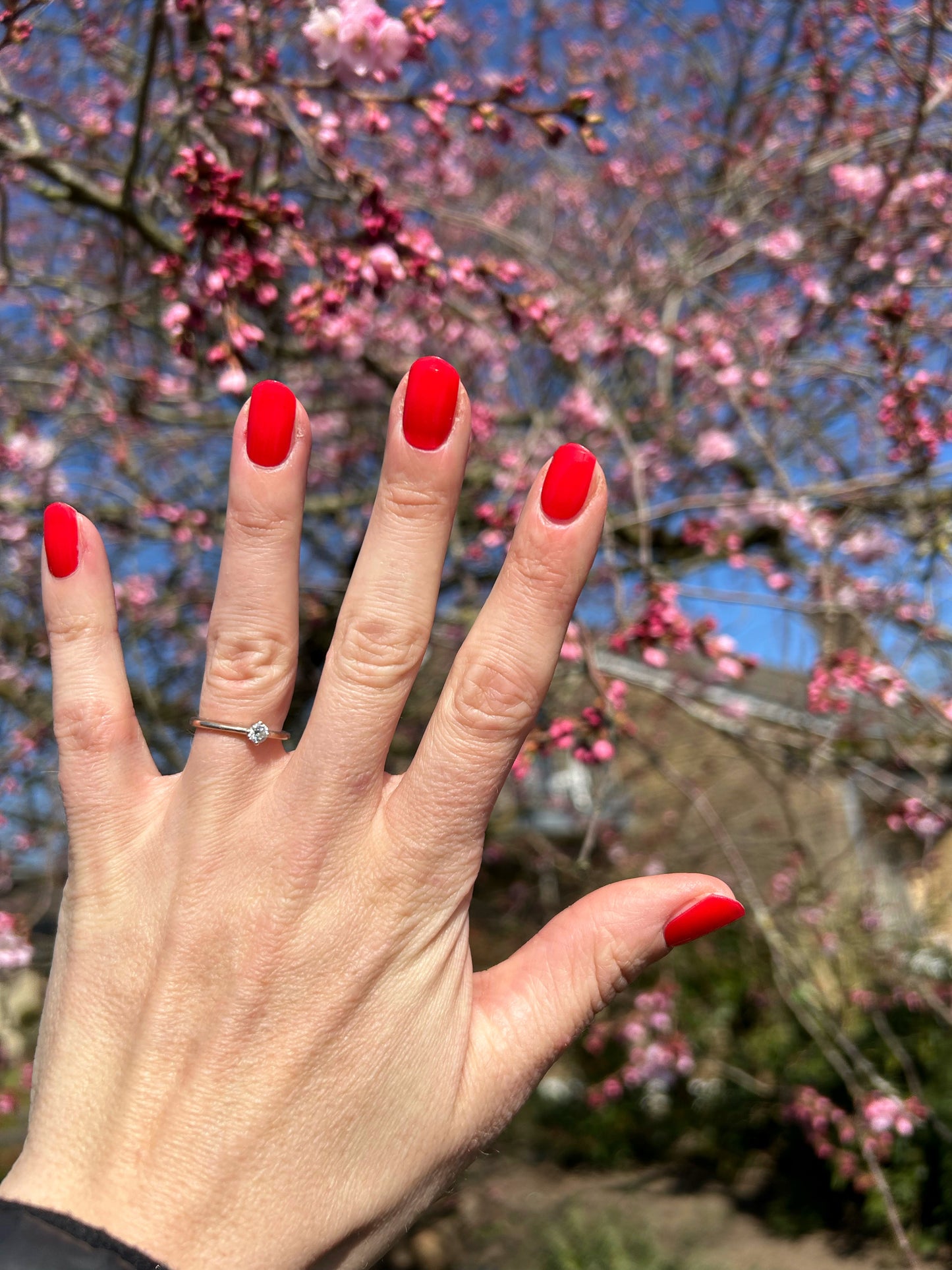 Maraschino Cherry UV